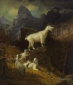 Rocky Montagne Chèvres Albert Bierstadt